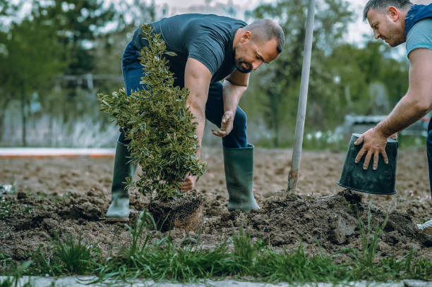 Reliable Berkley, CO Tree Services Solutions
