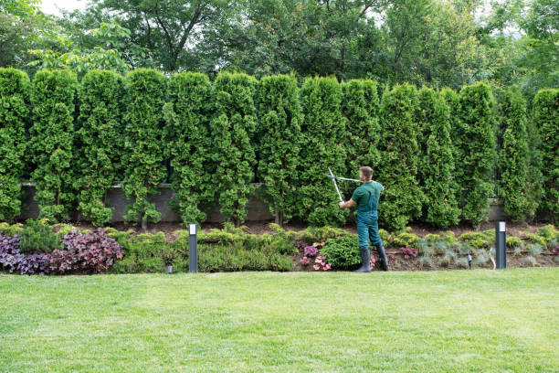 Leaf Removal in Berkley, CO
